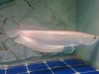 Albino Red Eye Arowana Fish with Tank