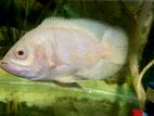 Albino Red Eye Patch Oscar Fish