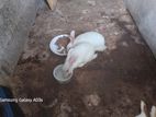 albino red eye rabbits