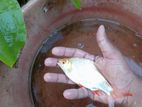 Albino Red Eye Fish