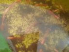 Albino Red Guppy Fish