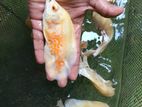 Albino Red Oscar