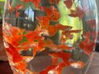 Albino Red Moscow Guppy