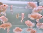 Albino Red Patch Oscar Fish