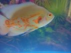 Albino Red Patch Oscar