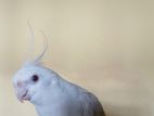 Albino Cockatiel