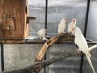 Albino Ring Neck Birds