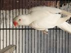 Albino Ring Neck Birds