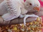 Albino Ringneck Chick's