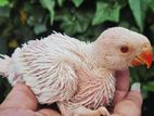 Albino Ringneck Parrot
