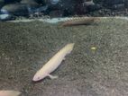 Albino senagal Bicher