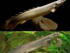 Albino Senagal bichir , Brown