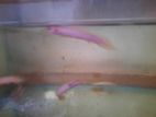 Albino Senagal Fish