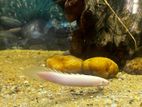Albino Senegal Bichir