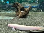 Albino senegal bichir