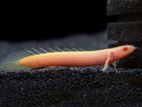 Albino Senegal Bichir