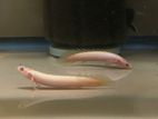 Albino Senegal Bichir (Red eye)