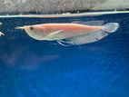Albino Silver Arowana Fish
