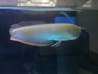 Albino Silver Arowana