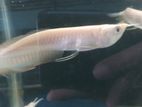 Albino Silver Arowana