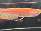 Albino Silver Arowana