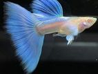Albino Sky Blue Guppy (Redeye)