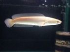 albino striata fish red eyes