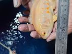 Albino Tiger Oscar Fish