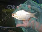 Albino Tinfoil Barb