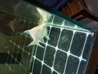 Albino Angelfish