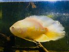 Albino Wail Tail Oscar Fish