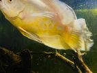 Albino Wail Tail Oscar Fish