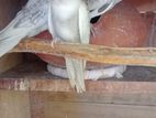 Albino White Face Cockatiel Birds