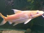 Albino Yellow Mystus Catfish