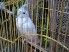 Albino Cockatiel Bird