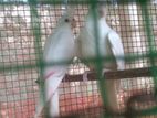 aldino cockatiel birds