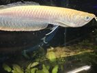 Albino Arawana Fish