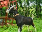 Alphine Goat