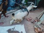 Alpine Goats