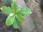 අලි පෙර පැ ළ | Avocado Plants Ali pera