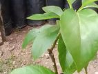 Ali Pera / අලි පේර Avocado Plants