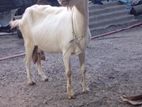 Sanal Goat
