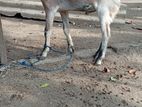 Sanal Goat