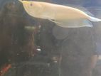Alibino Arowana