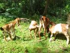 Goats (Eluwan)