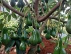 අලිගැටපේර ( Avocado Plants )