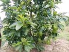 අලිගැටපේර පැළ ( Avocado Plants )