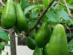 අලිගැටපේර පැළ ( Avocado Plants )