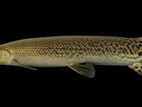 Aligator Gar 3ft