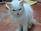 Persian Cat